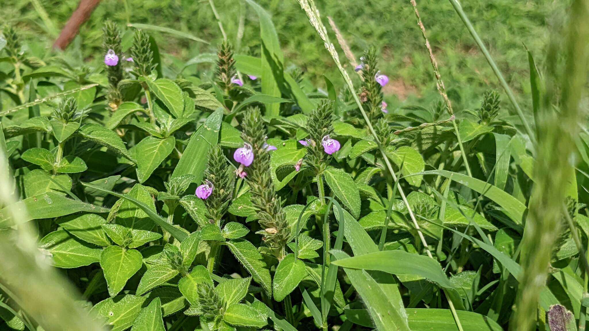 Image of Justicia procumbens var. hirsuta Yamam.