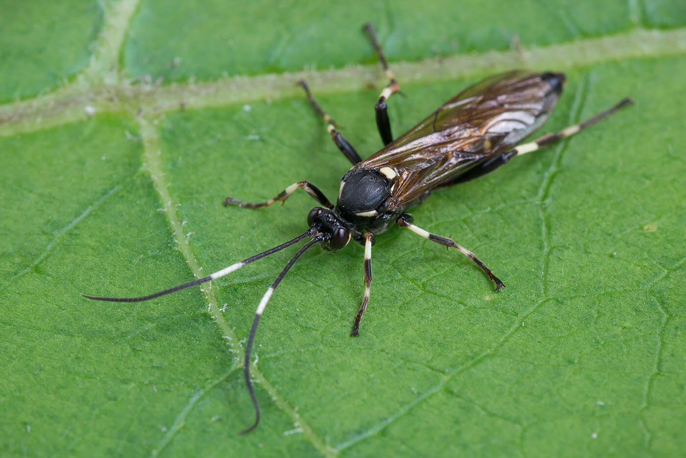 Image of Patrocloides dubitatorius (Sulzer 1776)