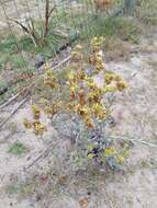 Pseudognaphalium cheiranthifolium (Lam.) O. M. Hilliard & B. L. Burtt的圖片