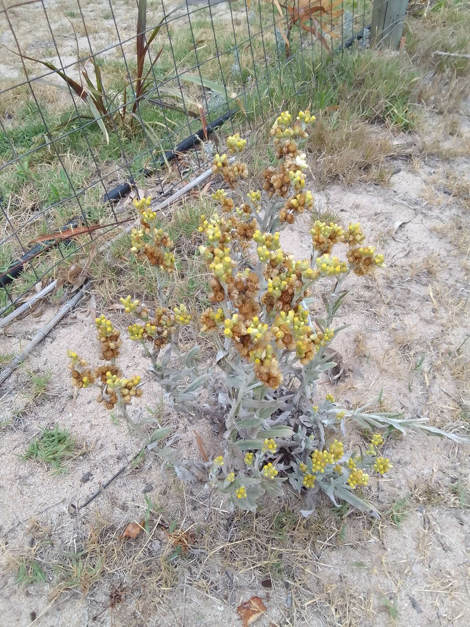 Pseudognaphalium cheiranthifolium (Lam.) O. M. Hilliard & B. L. Burtt的圖片