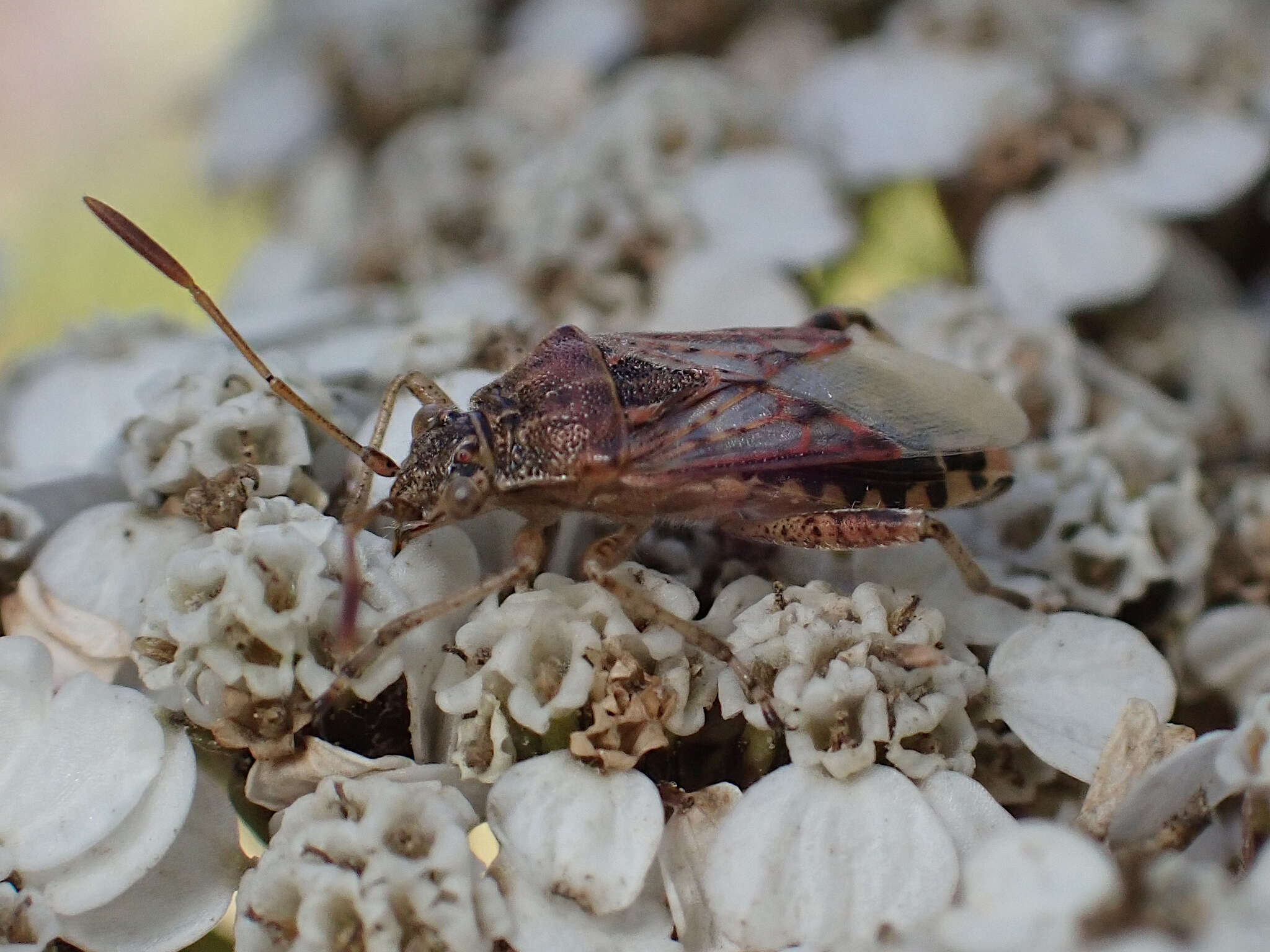 Слика од Stictopleurus crassicornis (Linnaeus 1758)