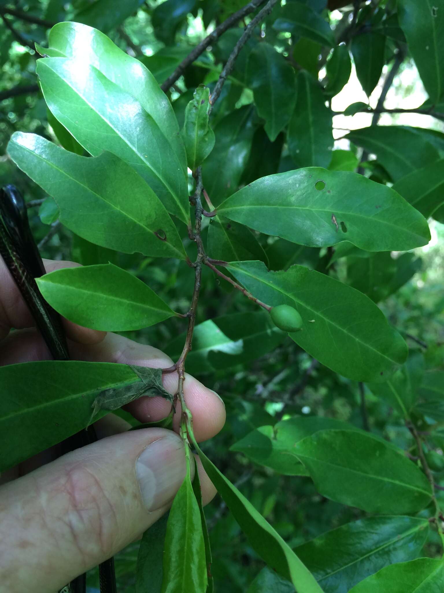 Prunus caroliniana (Mill.) Ait. resmi