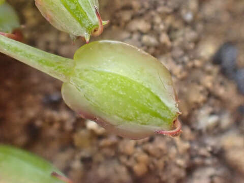 صورة Lomatium howellii (S. Wats.) Jepson