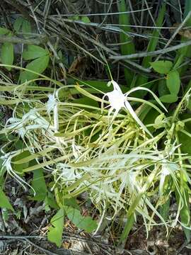 Image of Hymenocallis acutifolia (Herb. ex Sims) Sweet