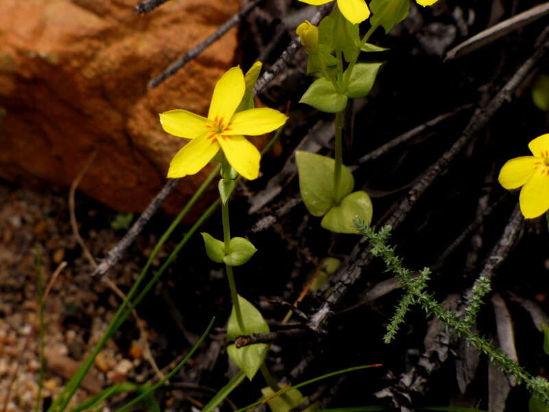 Image of Sebaea exacoides (L.) Schinz