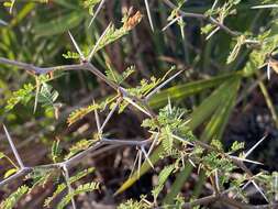 Слика од Vachellia farnesiana var. pinetorum (F. J. Herm.) Seigler & Ebinger