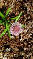 Imagem de Cirsium repandum Michx.