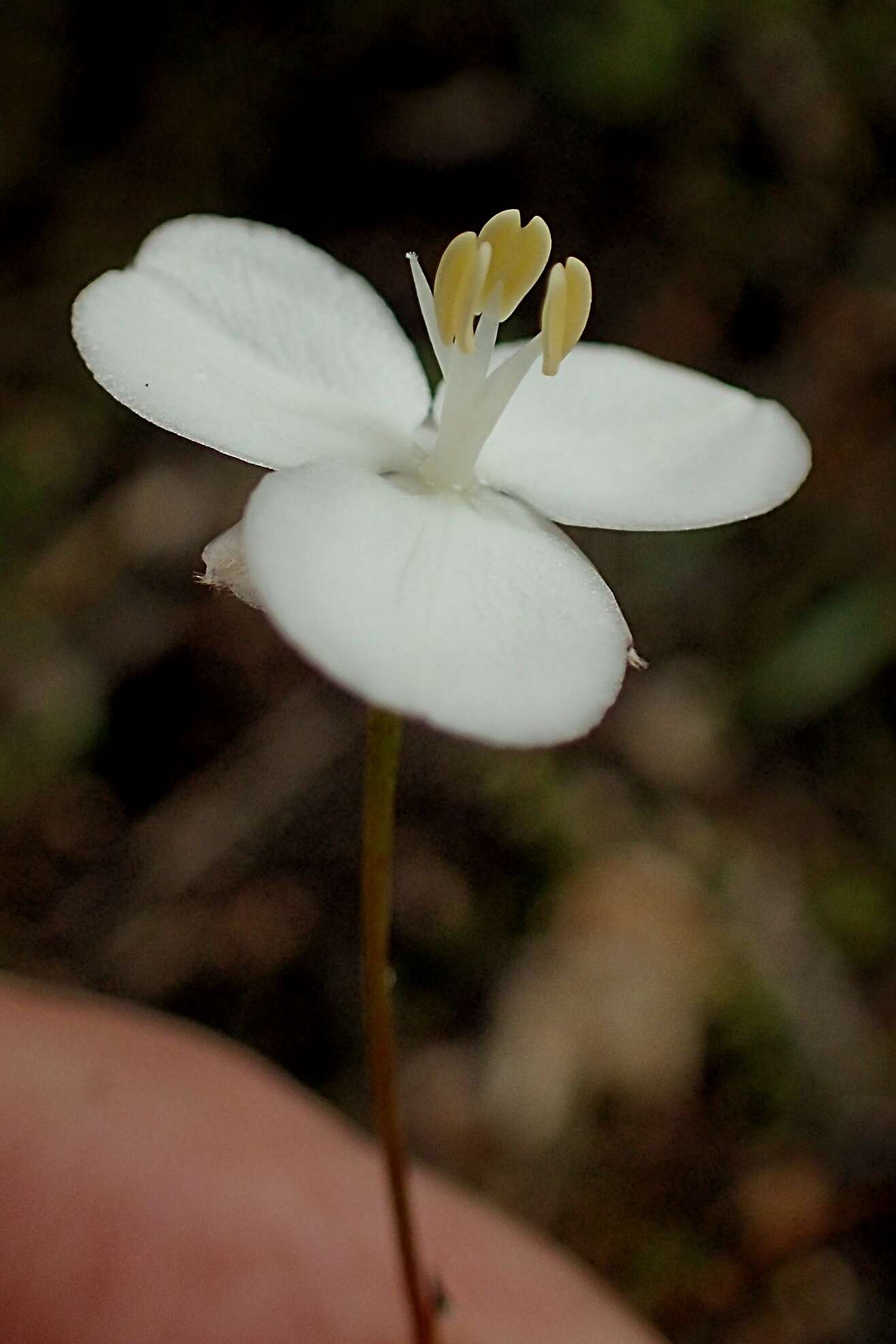 Image de Libertia mooreae Blanchon, B. G. Murray & Braggins