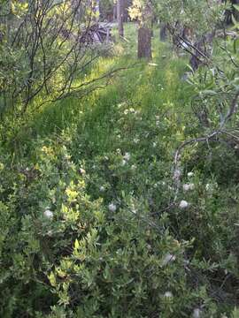 Imagem de Salix eastwoodiae Cockerell ex A. Heller