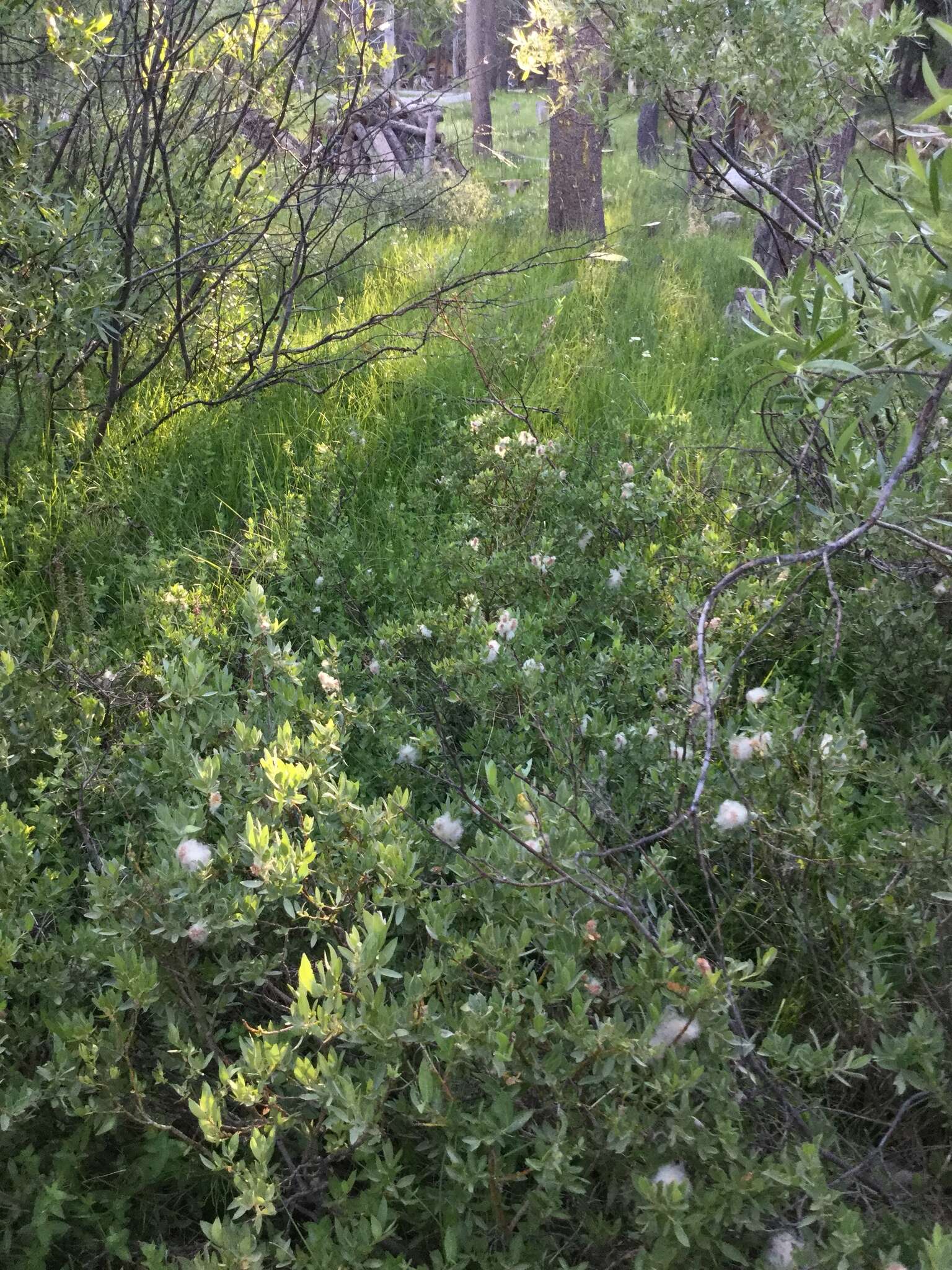 Image of mountain willow