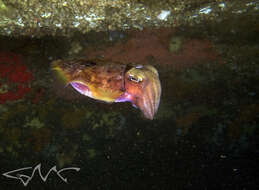 Image of Reaper cuttlefish