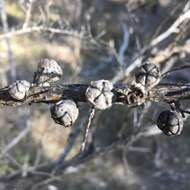 Sivun Leptospermum arachnoides Gaertner kuva