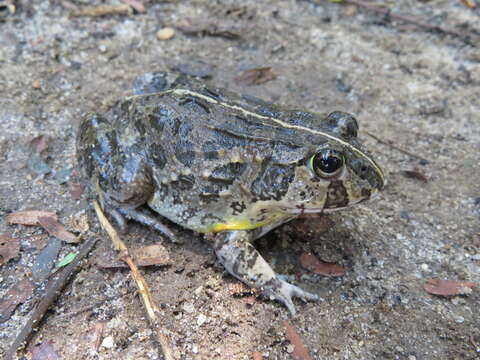 Image de Pyxicephalus edulis Peters 1854