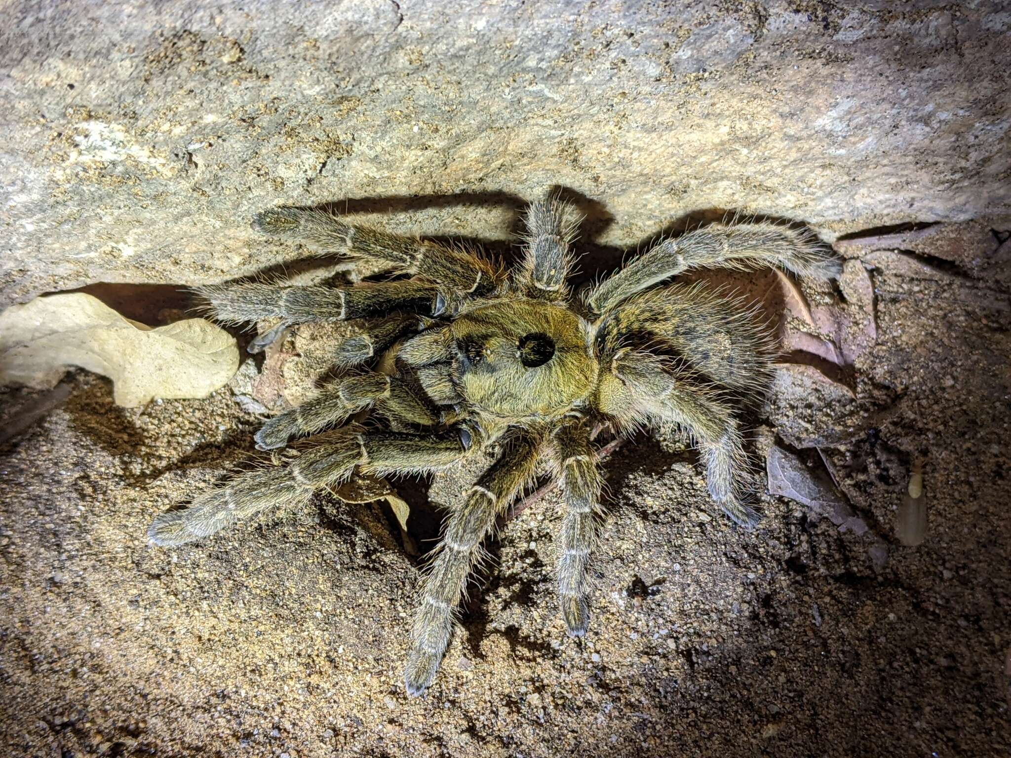 Image of Sandy Horned Baboon Tarantula