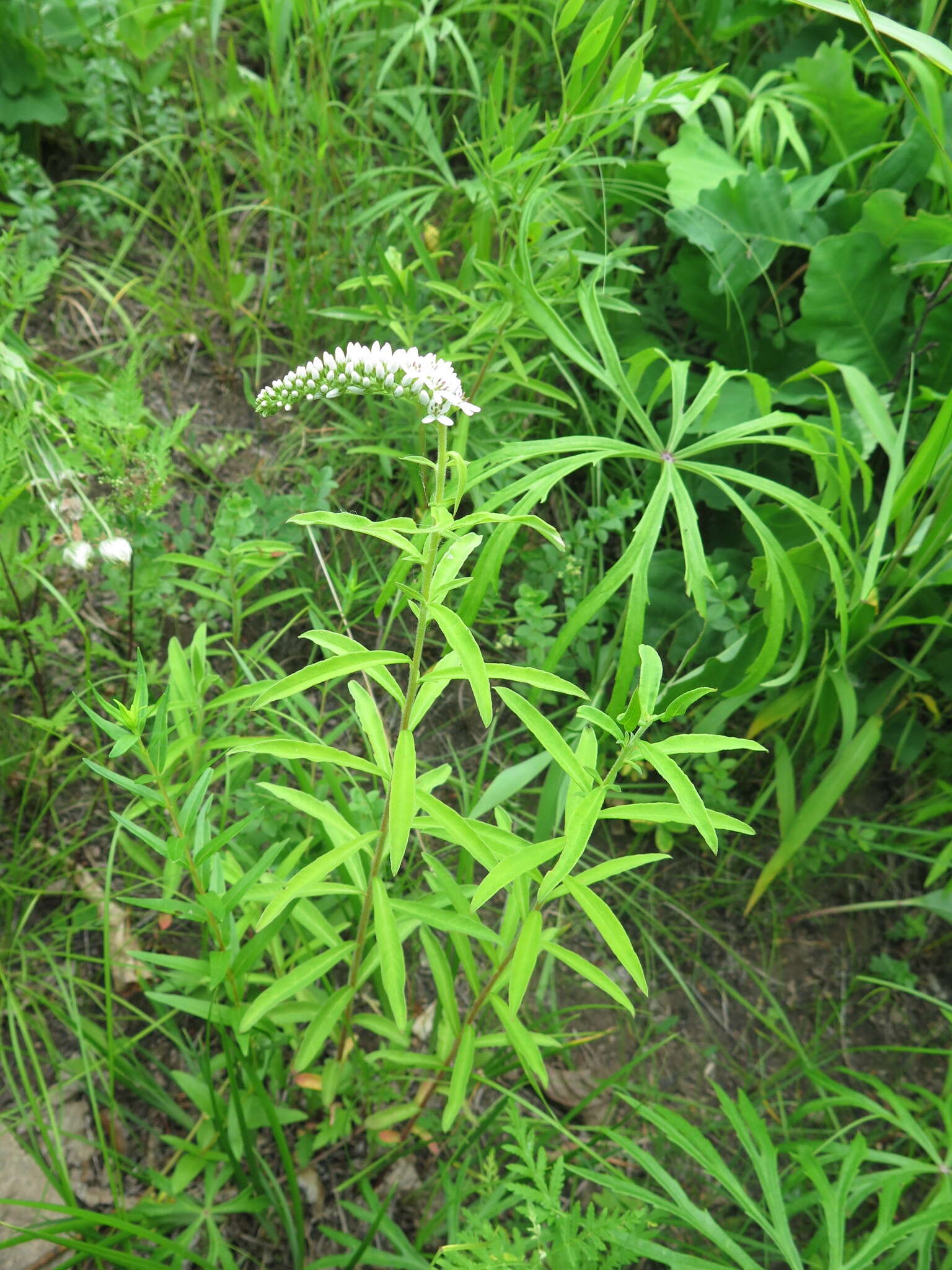 Lysimachia barystachys Bunge resmi