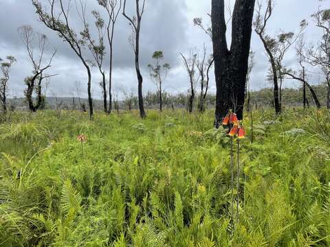 Image of Blandfordia grandiflora R. Br.