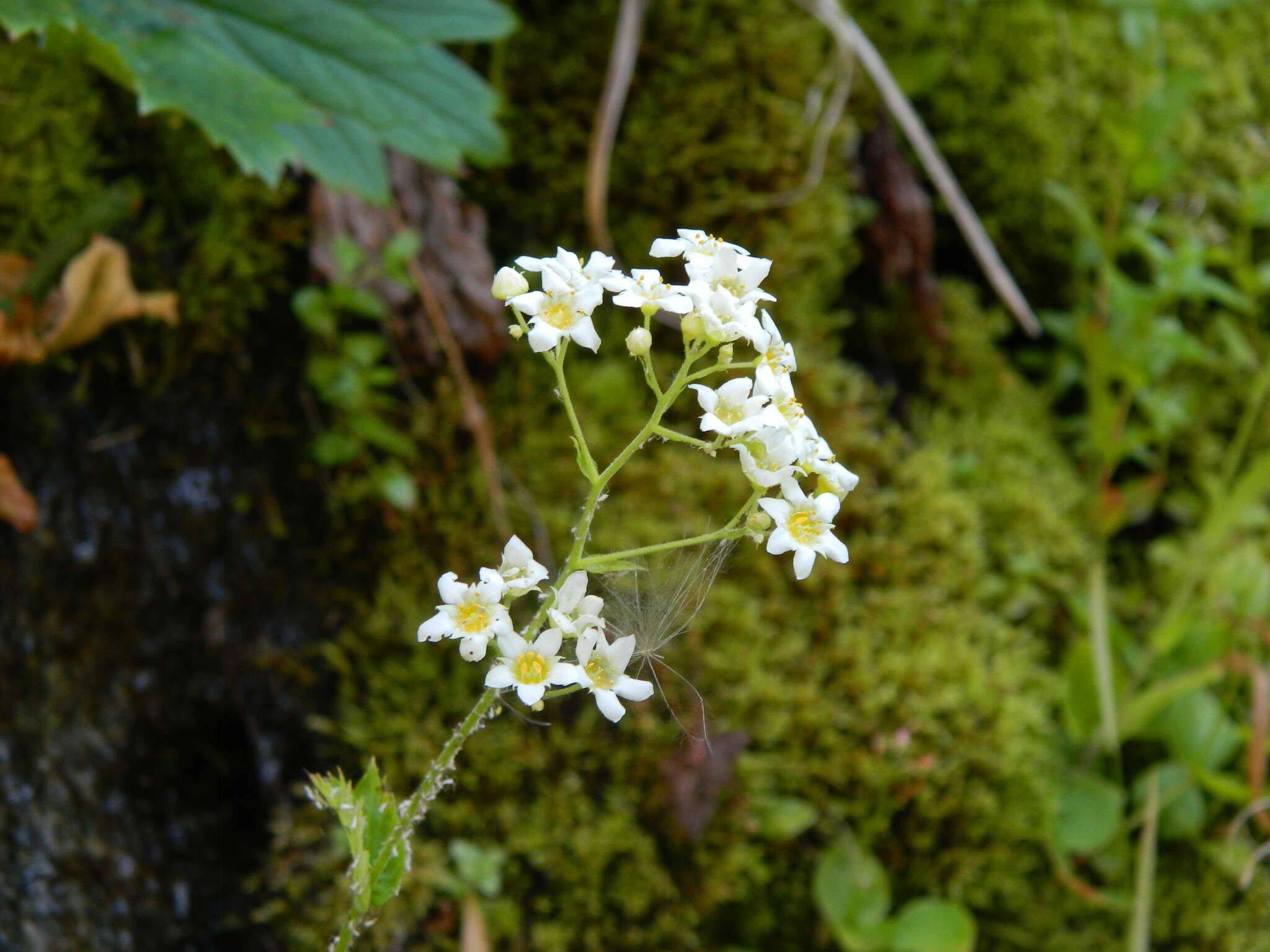 Sivun Boykinia major A. Gray kuva