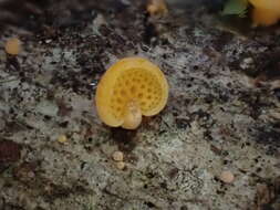 Image of orange pore fungus