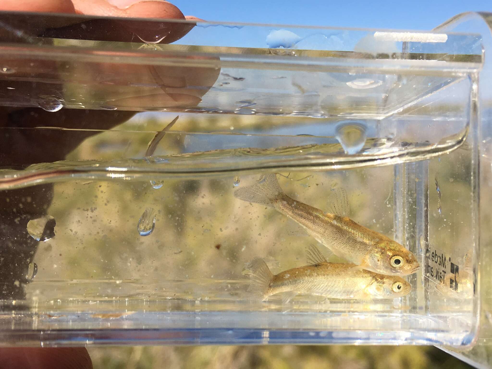 Image of Borax Lake chub