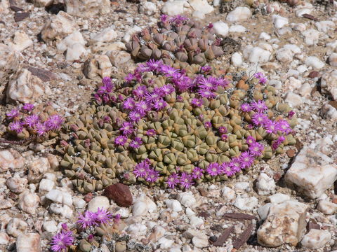Image of Antimima