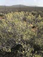 Image of Pteronia pallens L. fil.