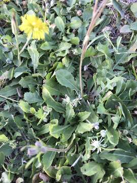 Image of Italian hawksbeard