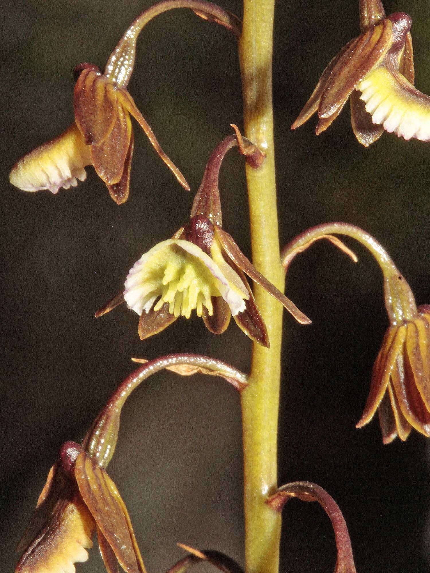 Acrolophia bolusii Rolfe的圖片