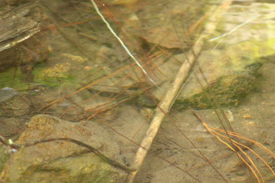 Image of Michoacan Stream Salamander