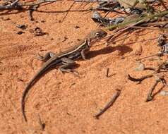 Image of Ctenophorus spinodomus Sadlier, Colgan, Beatson & Cogger 2019