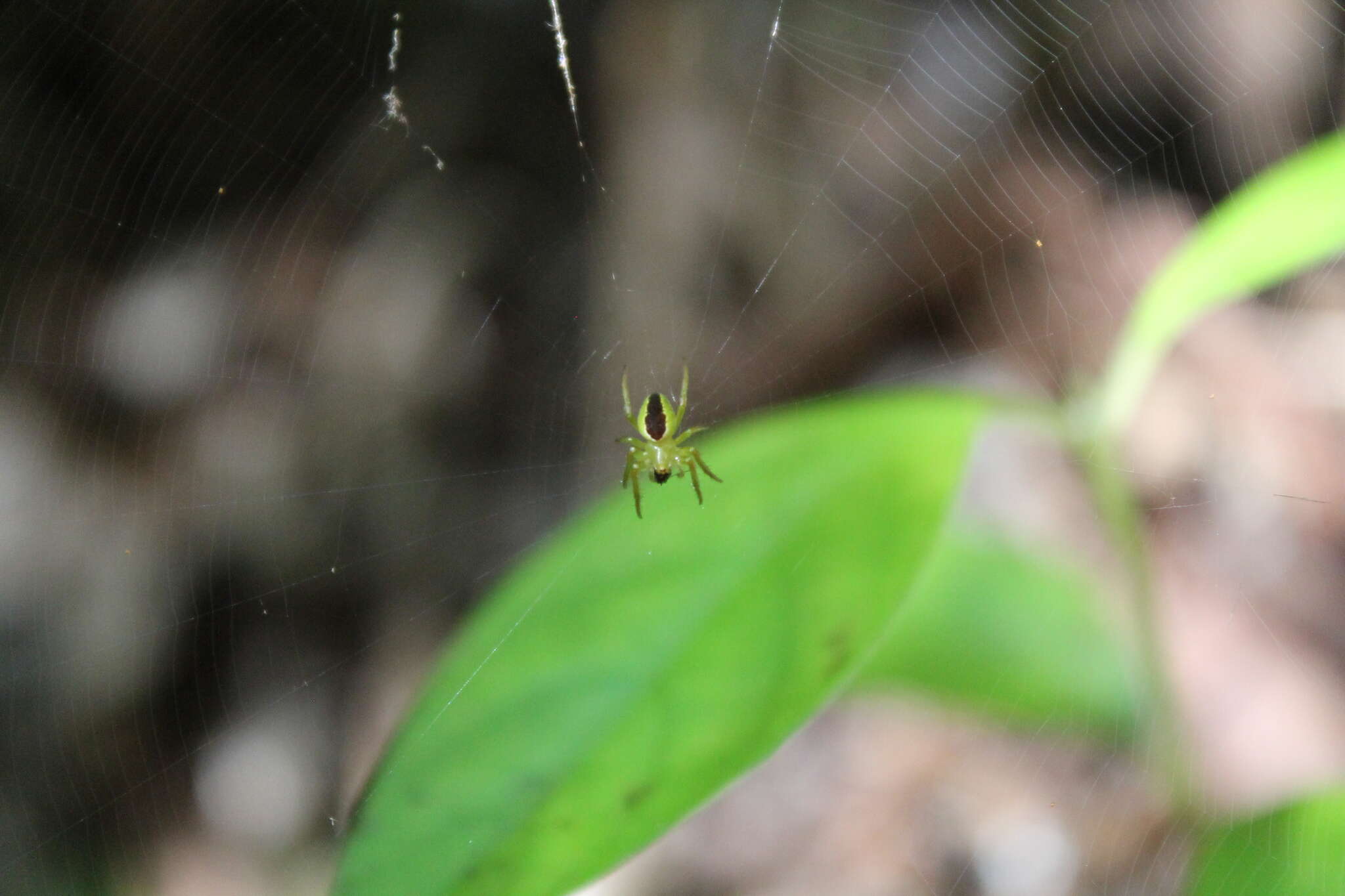 Image of Colaranea melanoviridis Court & Forster 1988