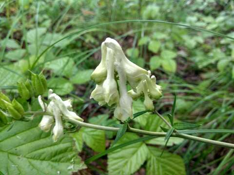 Image of <i>Aconitum lasiostomum</i>