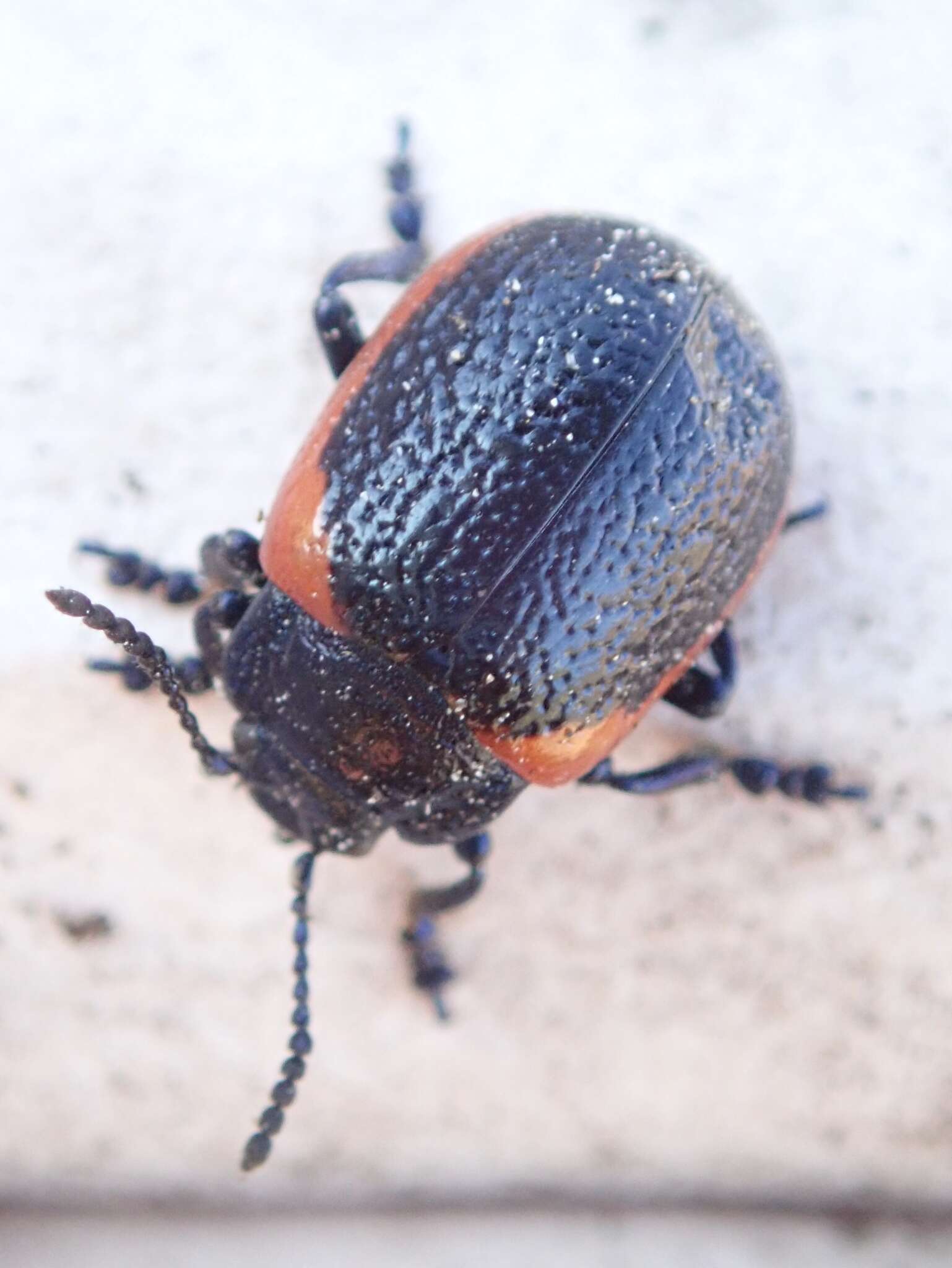 صورة <i>Chrysolina latecincta</i>