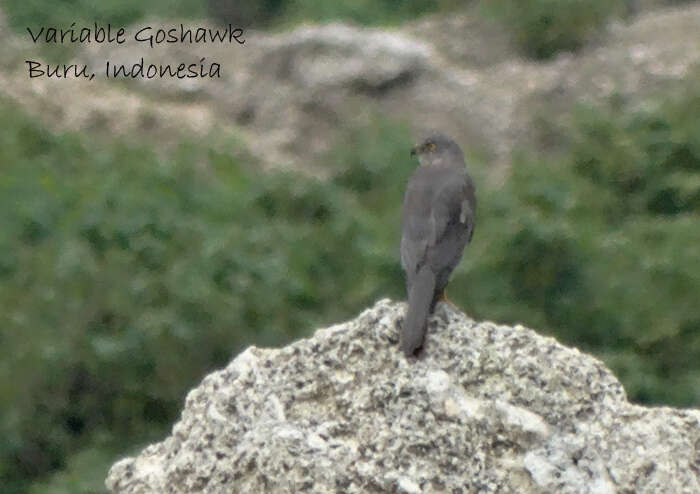 صورة Accipiter hiogaster (Müller & S 1841)