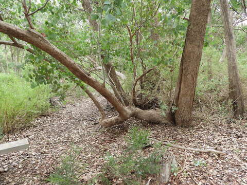 Image of Eucalyptus baueriana subsp. thalassina Rule