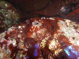 Image of red abalone