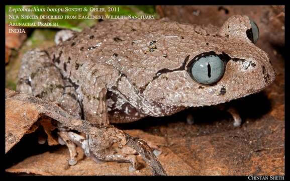 Image de Leptobrachium bompu Sondhi & Ohler 2011