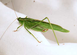 Image of Treetop Bush Katydid