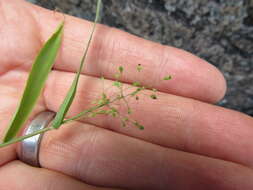 Image of Northern Rosette Grass