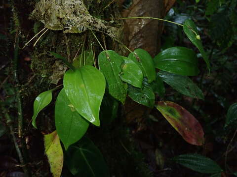 Image of Pleurothallis conicostigma Luer