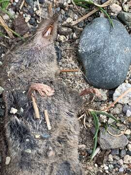 Image of Arctic Shrew