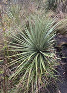 Image of Puya hamata L. B. Sm.