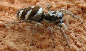 Image of Zebra spider