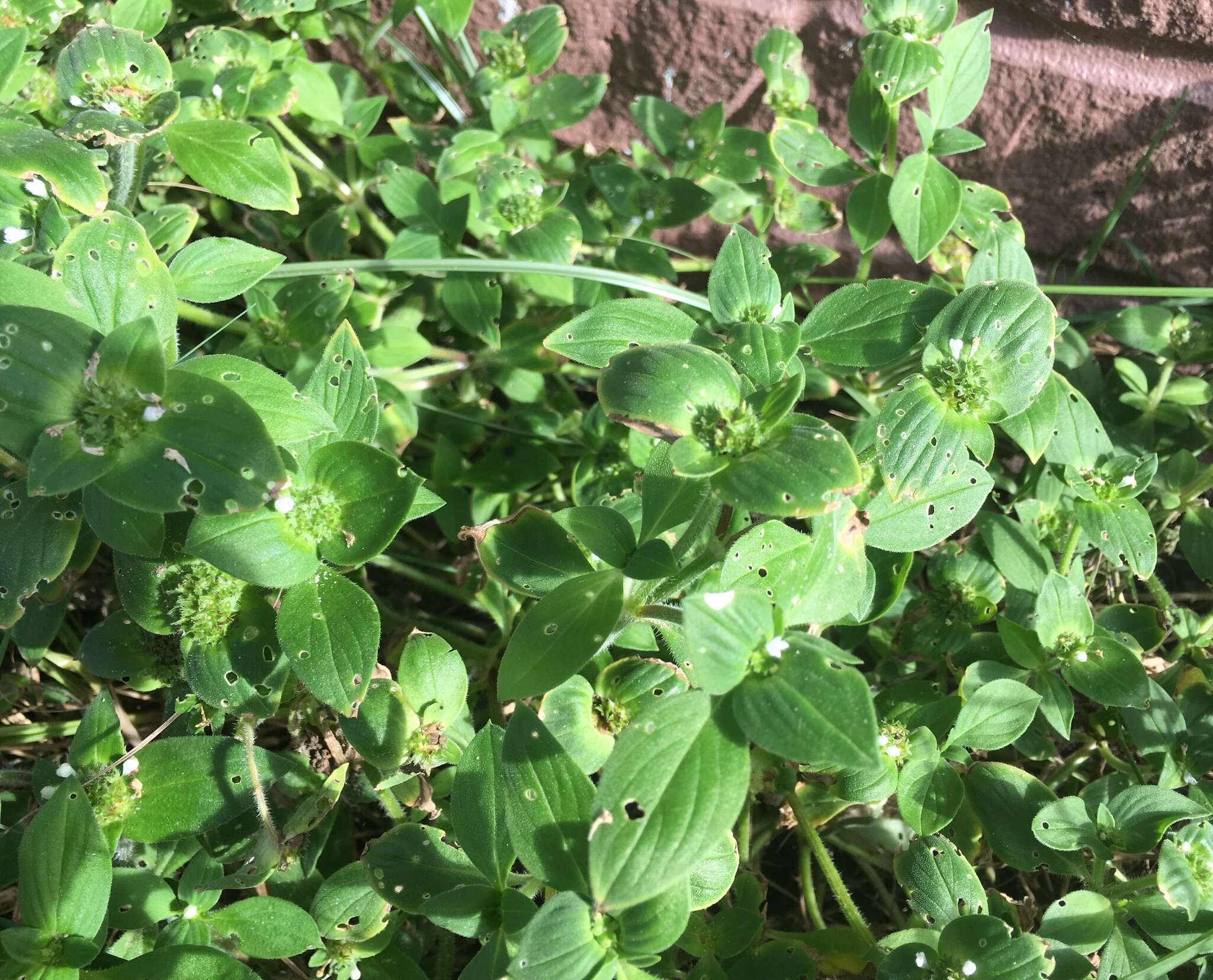 Image of rough Mexican clover