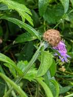 Image of <i>Centaurea gerstlaueri</i>