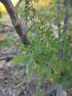 Image of Bursera filicifolia T. S. Brandegee