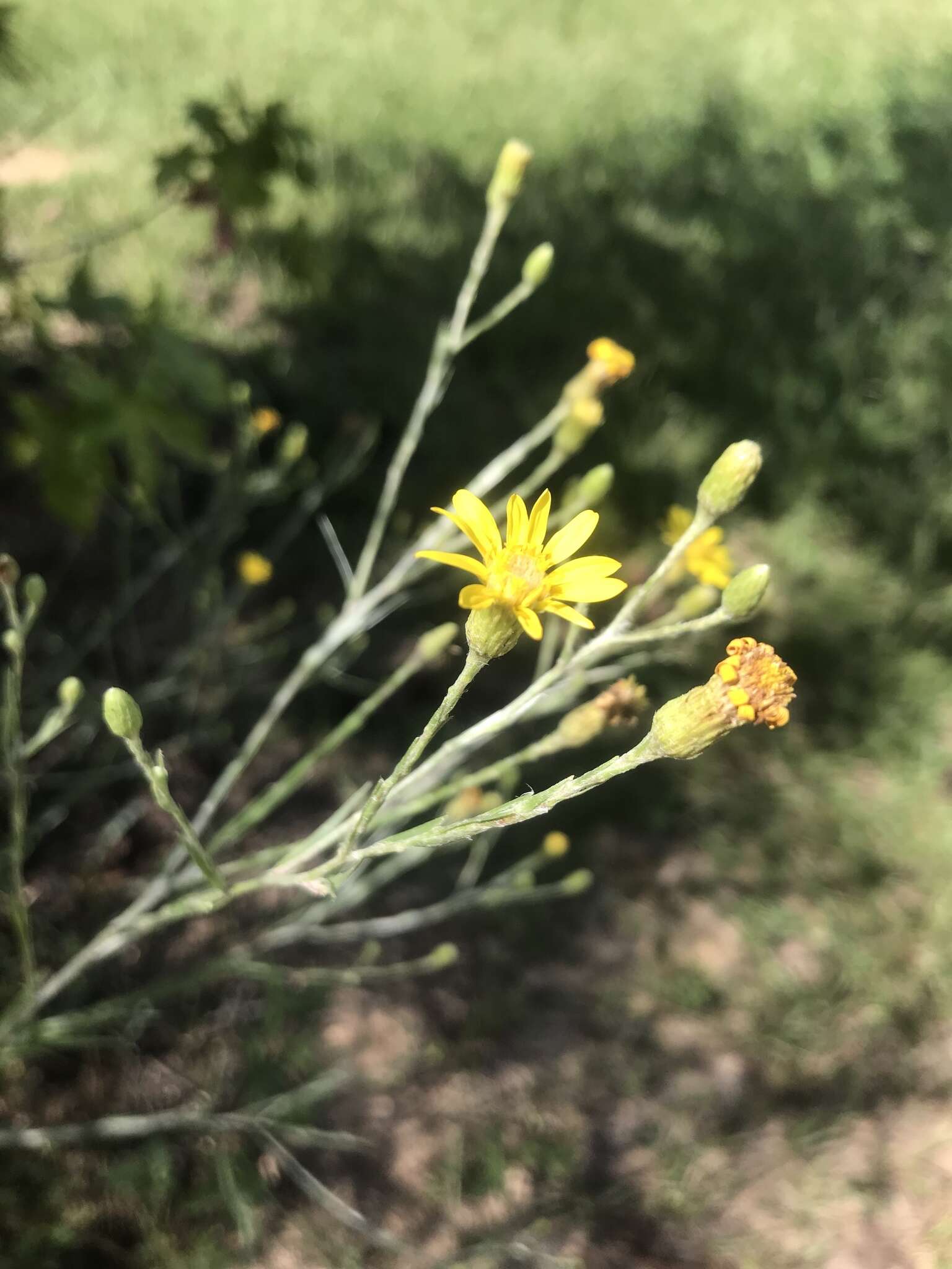 Image de Pityopsis graminifolia (Michx.) Nutt.