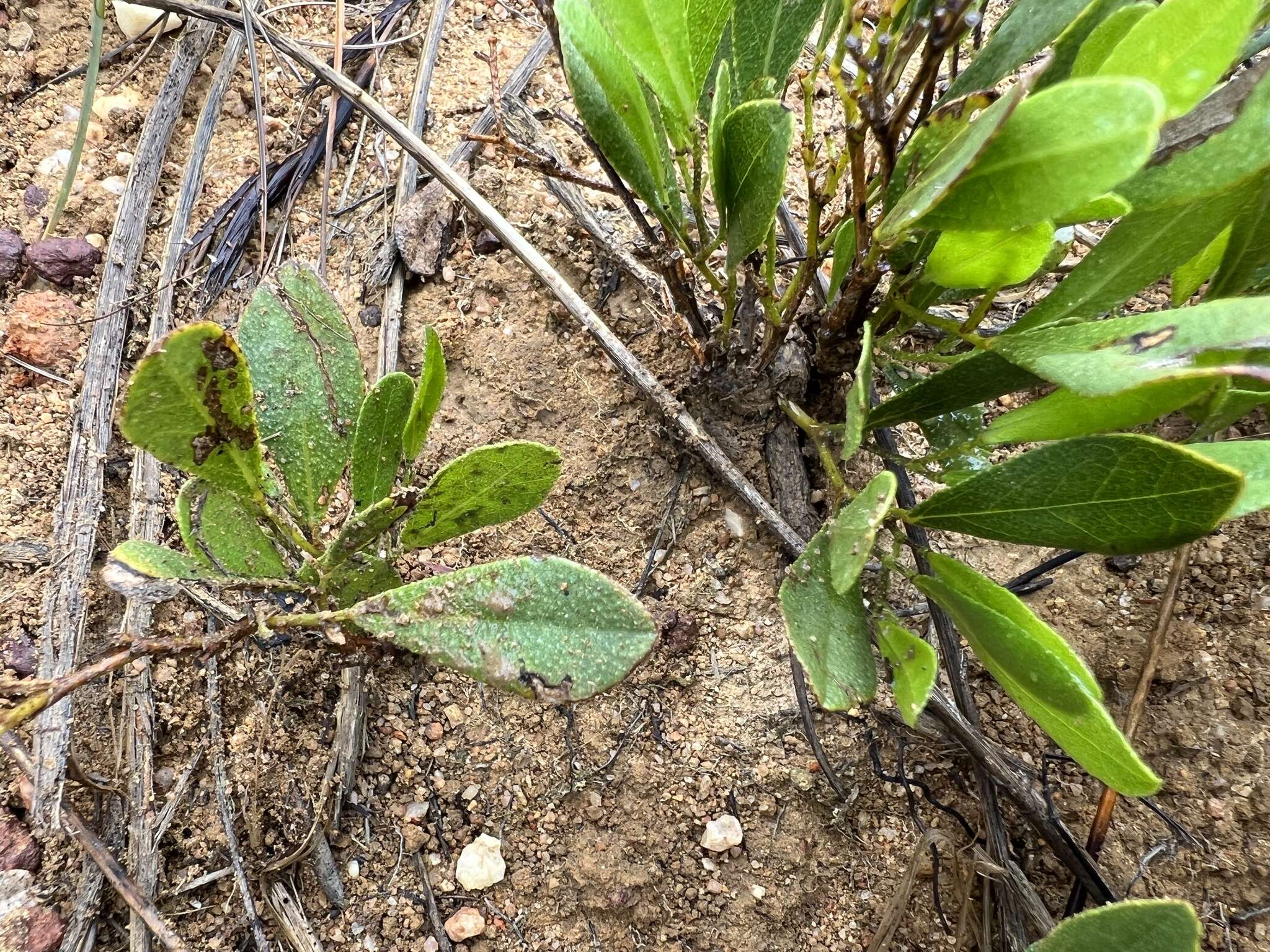 Imagem de Otholobium rotundifolium (L. fil.) C. H. Stirt.