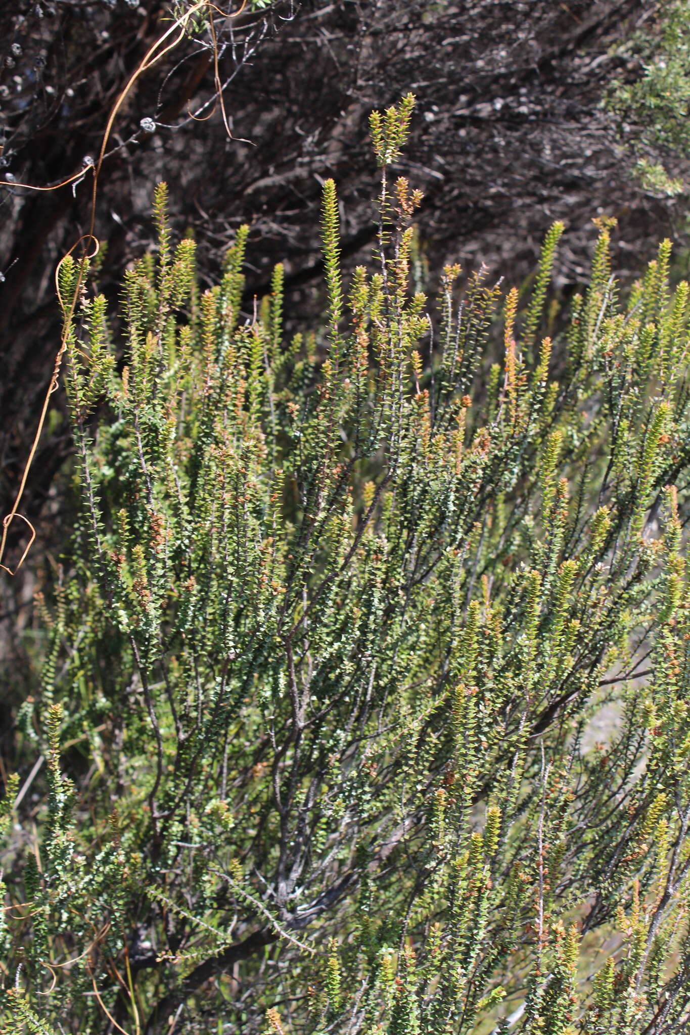 Image of Epacris pauciflora A. Rich.