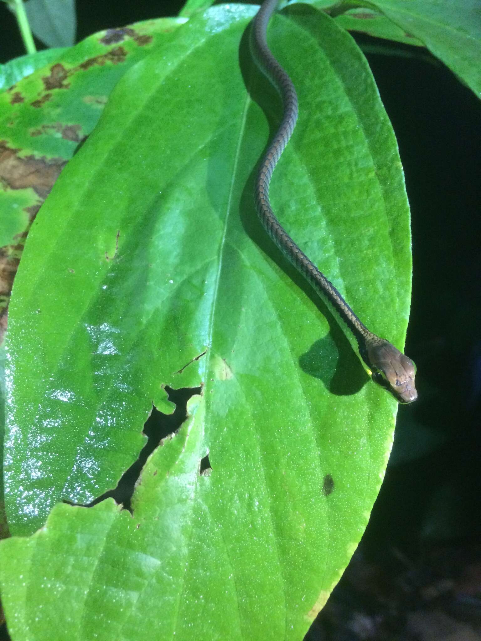 Image of Beautiful Bronzeback Tree Snake