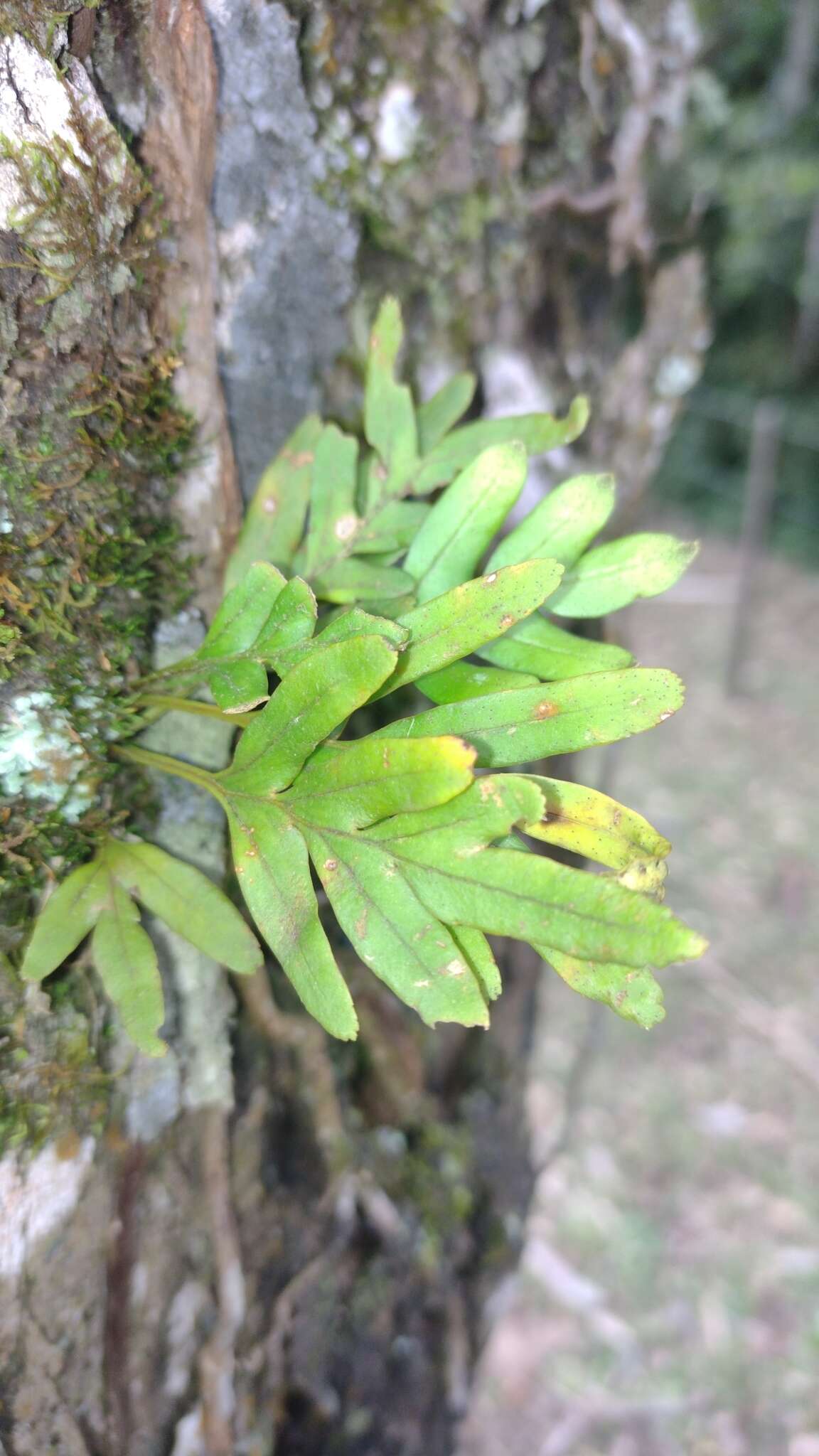 Image de Pleopeltis pleopeltifolia (Raddi) Alston